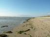  algues sur la plage